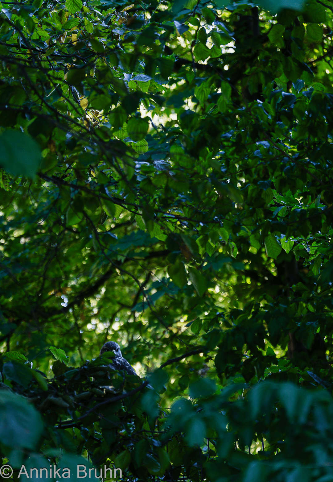 Suchbild findet ihr den Vogel?